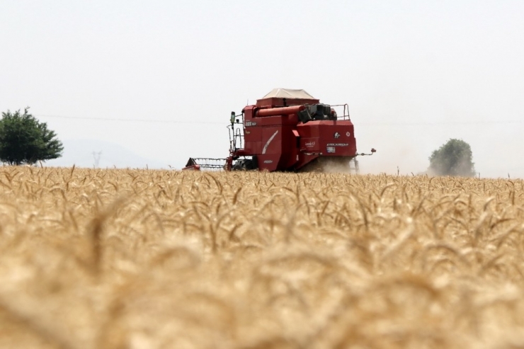 Kozan’da Buğday Sezonu Açıldı