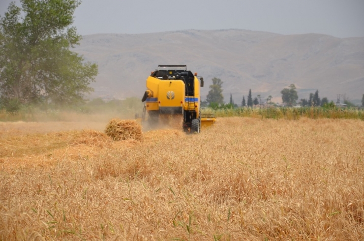 Hatay’da Buğday Hasadı Başladı