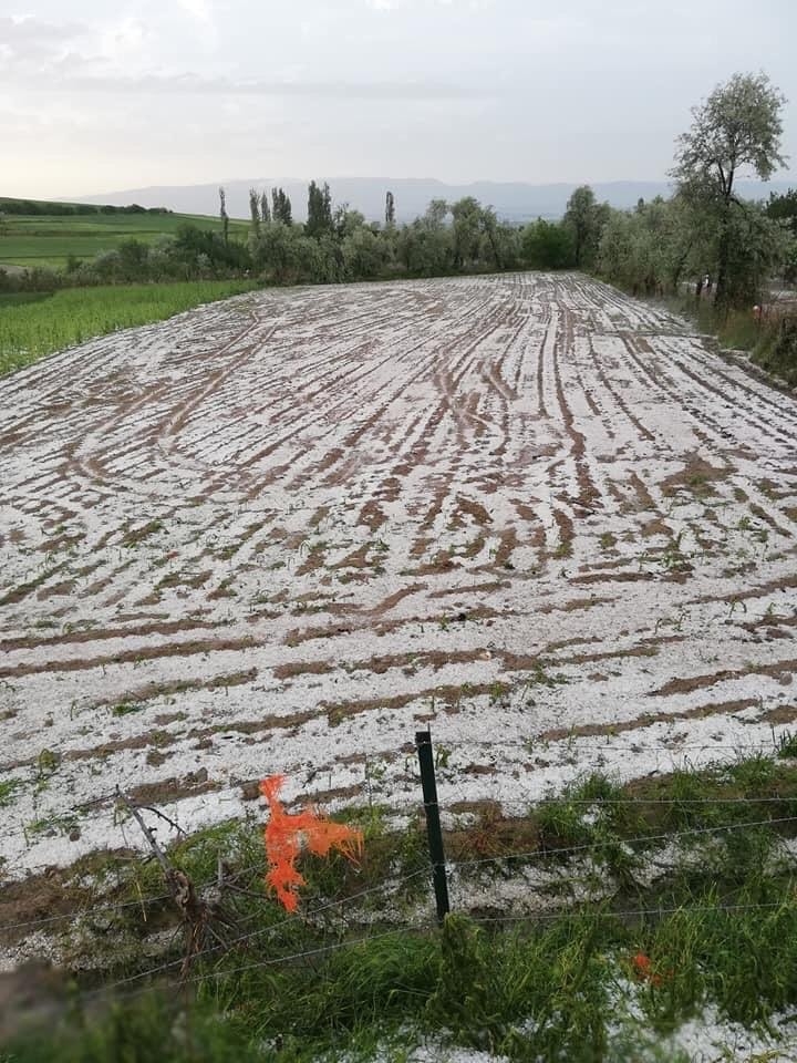 Amasya’da Doludan Zarar Gören Tarım Arazilerinde Hasar Tespit Çalışmalarına Başlandı