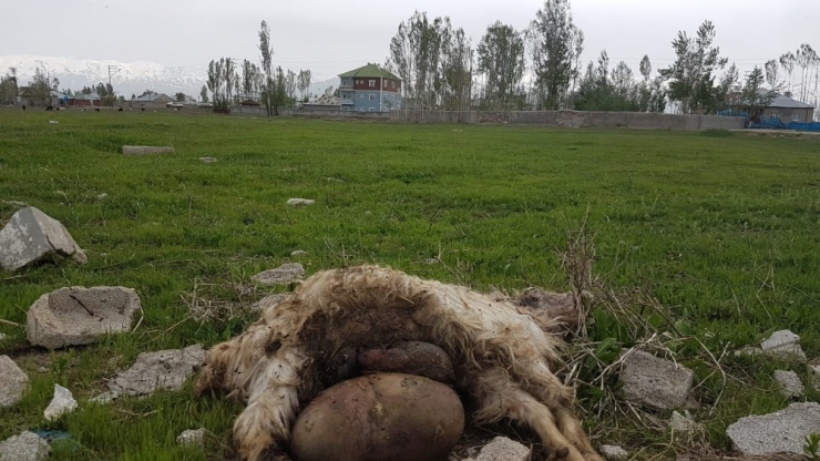 Yüksekova’da Başıboş Köpekler 18 Keçiyi Telef Etti
