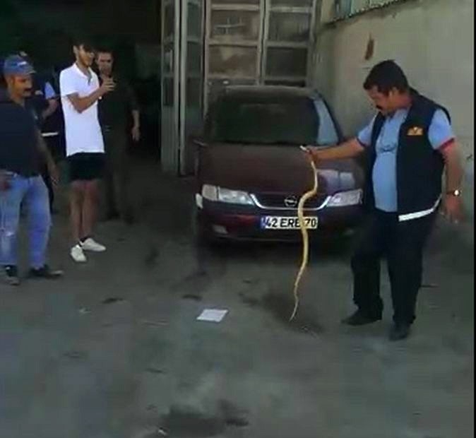 İtfaiyecilerin Otomobile Giren Yılanla İmtihanı