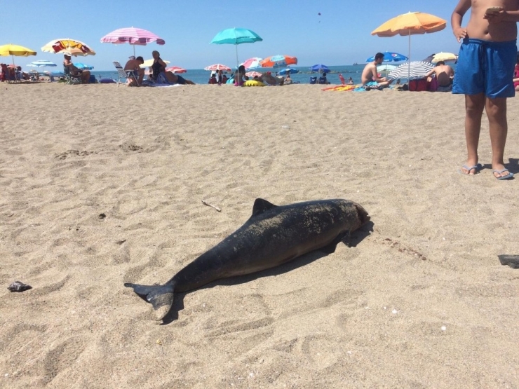 Karasu Sahilinde Ölü Yunus Balığı Şoku