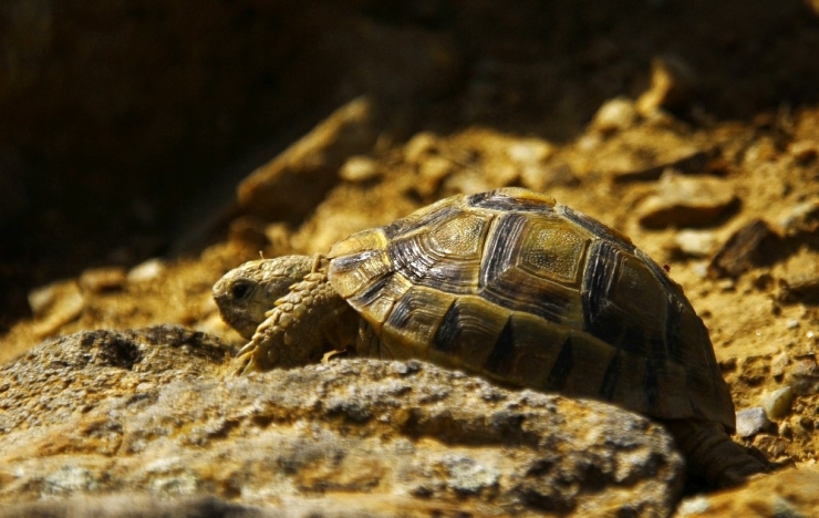 Gözüne Diken Batan Kaplumbağayı ’Gezgin Öğretmen’ Kurtardı