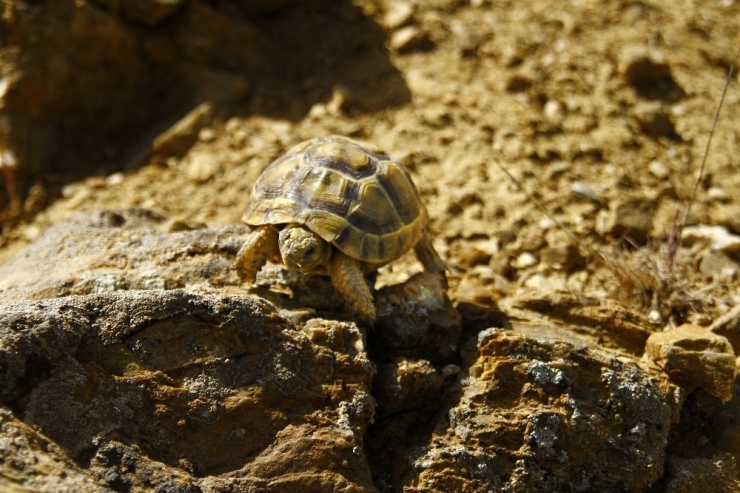 Gözüne Diken Batan Kaplumbağayı ’Gezgin Öğretmen’ Kurtardı