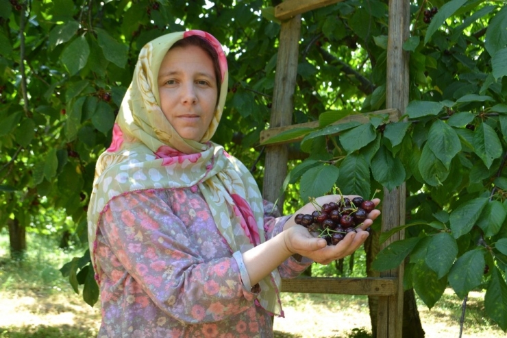 Karabodur Kirazda Hasat Başladı