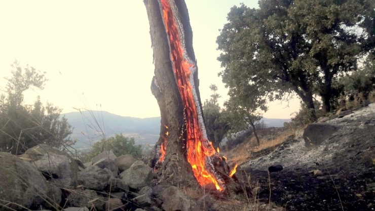 İzmir’de Orman Yangınında Zeytin Ağaçları Kül Oldu