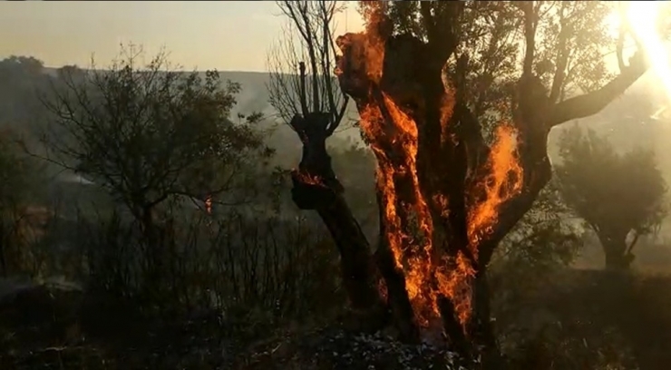 İzmir’de Orman Yangınında Zeytin Ağaçları Kül Oldu