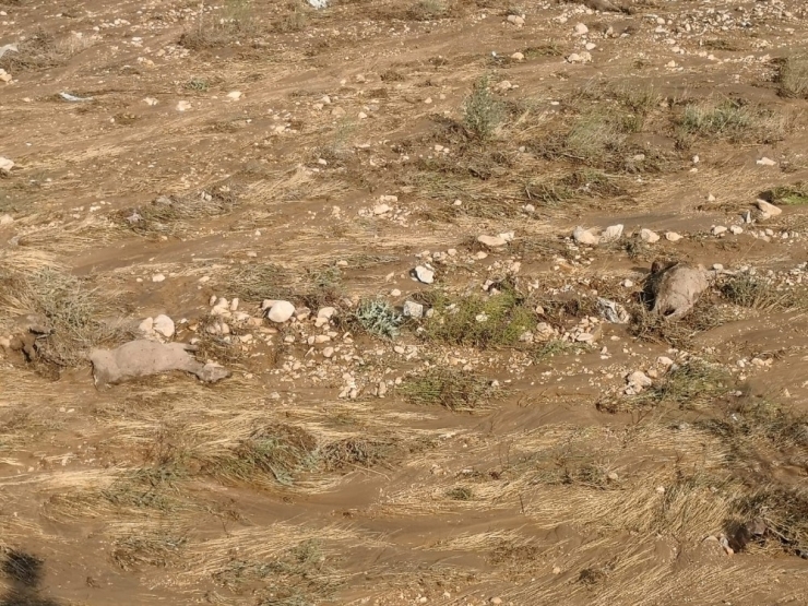 Kırşehir’de Sele Kapılan Koyunlar Telef Oldu