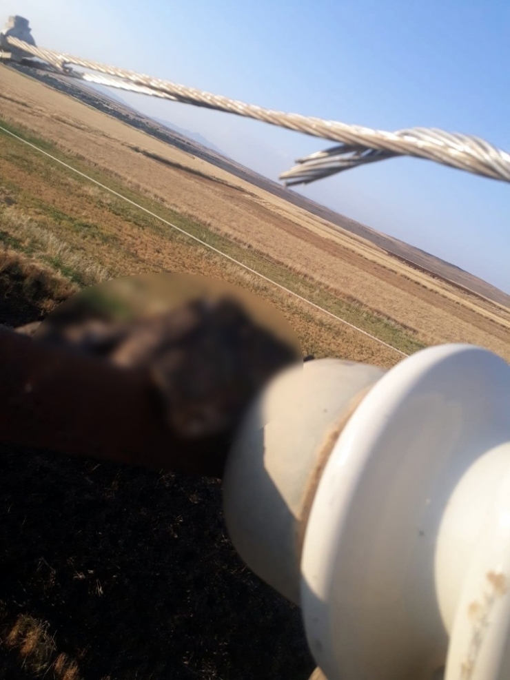 Güvercin Elektrik Teline Takılınca 20 Dönüm Buğday Tarlası Kül Oldu