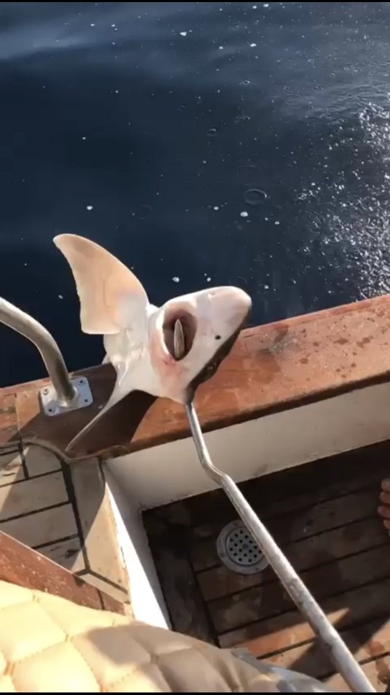 (Düzeltme) Antalya’da 2 Metre Boyunda Köpek Balığı Yakalandı