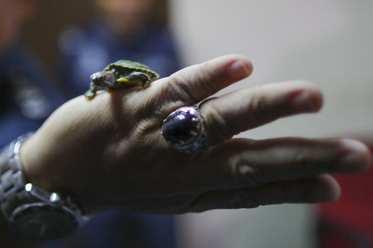 Malezya’da 5 Binden Fazla Kaçak Kaplumbağa Ele Geçirildi