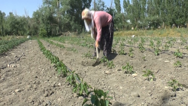Kadın Çiftçi, Tarım Desteğiyle Örnek Oluyor