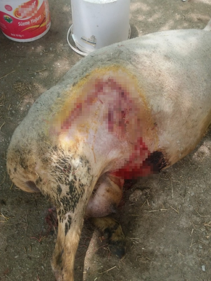 Pamukkale’de Koyun Sürülerine Kurt Saldırdı