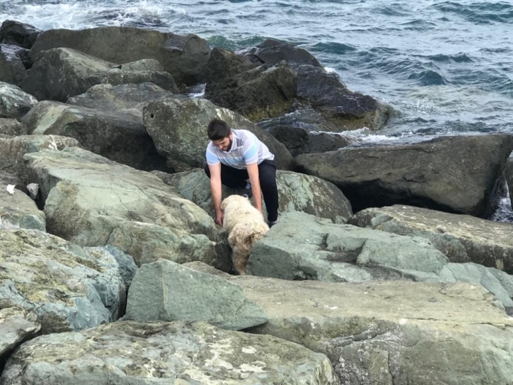 Kayalıklara Sıkışan Köpeği Sahilden Geçen Bir Genç Kurtardı