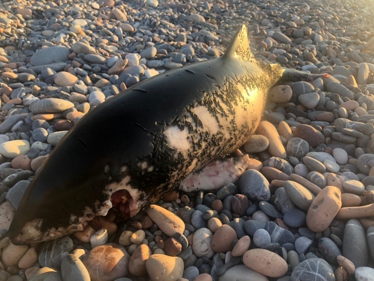 Kastamonu Sahilinde Ölü Yunus Balığı Bulundu