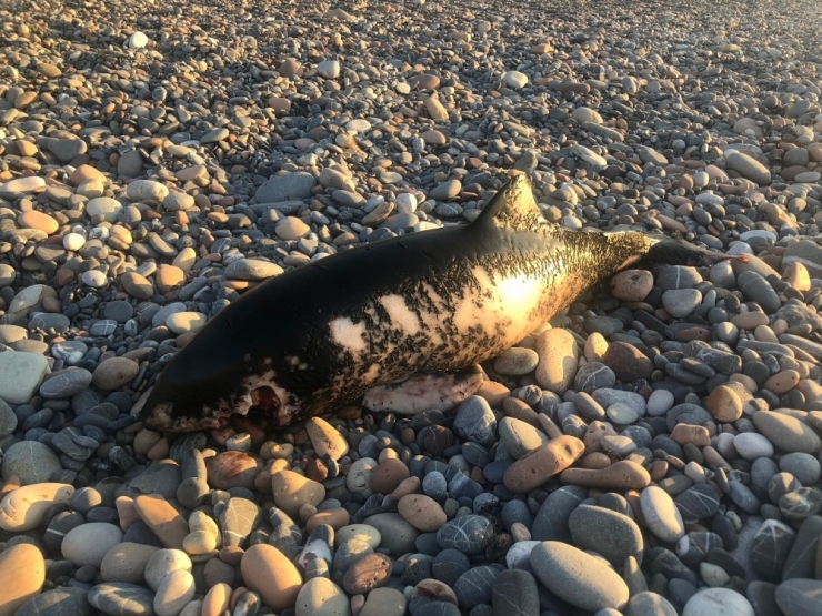 Kastamonu Sahilinde Ölü Yunus Balığı Bulundu