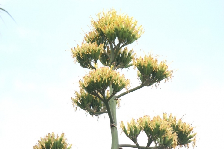 Agave Bitkisi 30 Yıl Sonra Çiçek Açtı