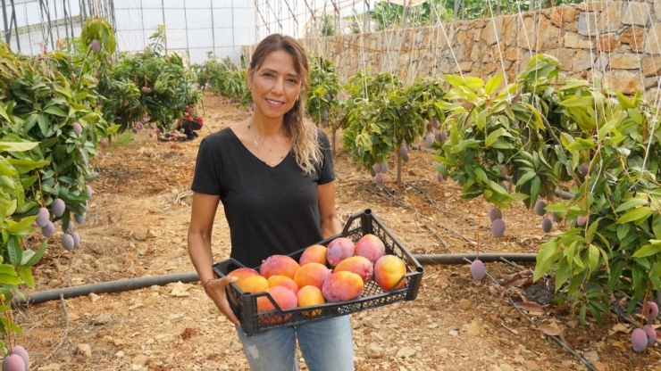 Tanesi 35 Liradan Satılan Mango Üreticisinin Yüzünü Güldürdü