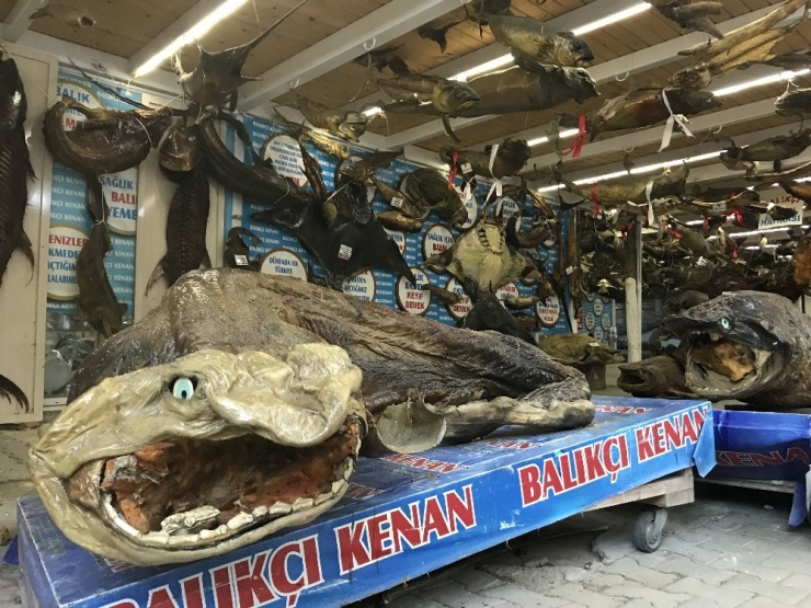 Türkiye Deniz Canlıları Müzesi Ziyaretçi Rekoru Kırdı