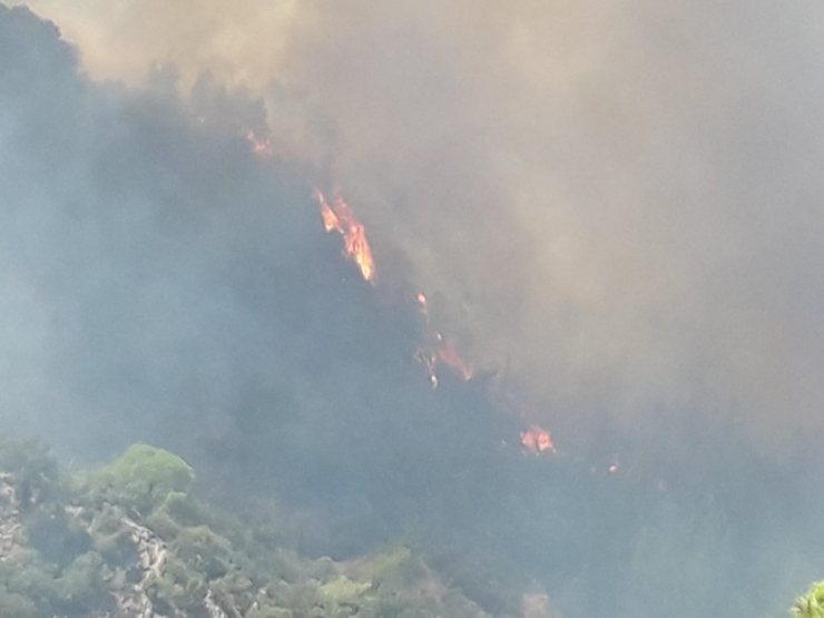 Milas’taki Orman Yangını Tarım Arazilerine Sıçradı