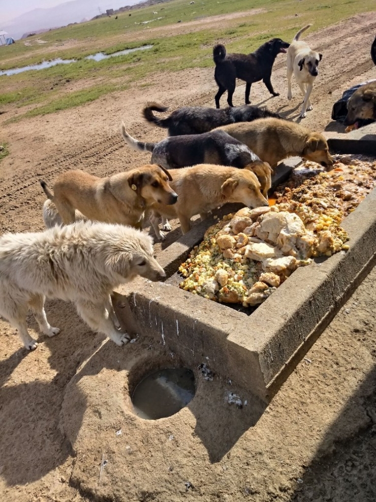 Gebze’de Artan Yemekler Sokak Hayvanlarına Gidiyor