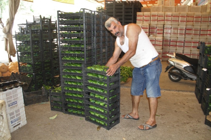 Alanya’dan Ukrayna’ya 3.5 Ton Avokado İhracatı
