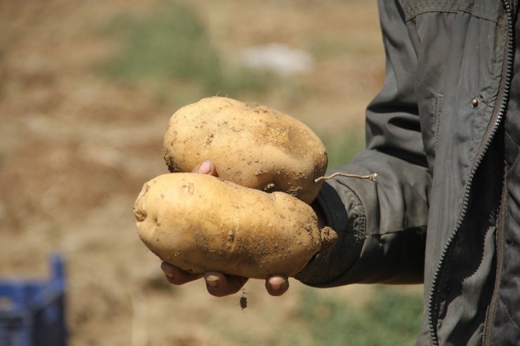 Üreticiyi Verimiyle Umutlandıran Patates Fiyatıyla Hüsrana Uğrattı