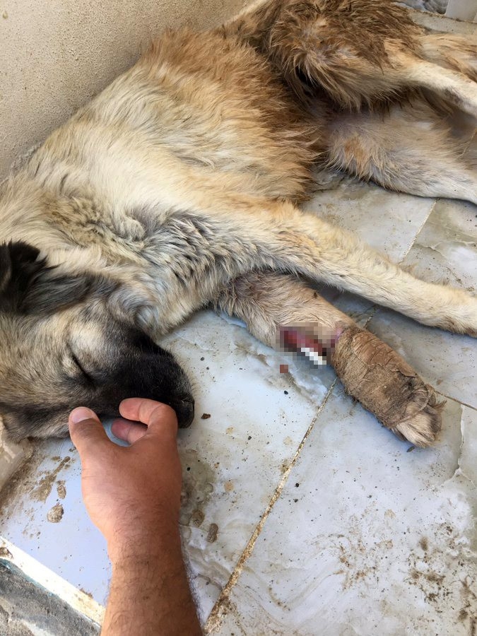 Hdp’li Belediye Mardin’de Hayvanlara Dehşeti Yaşatmış