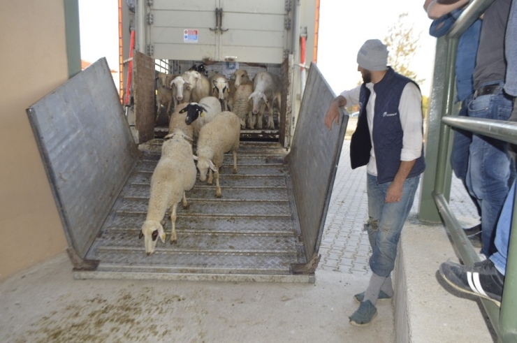 Genç Çiftçilere 250 Koyun Hibe Edildi