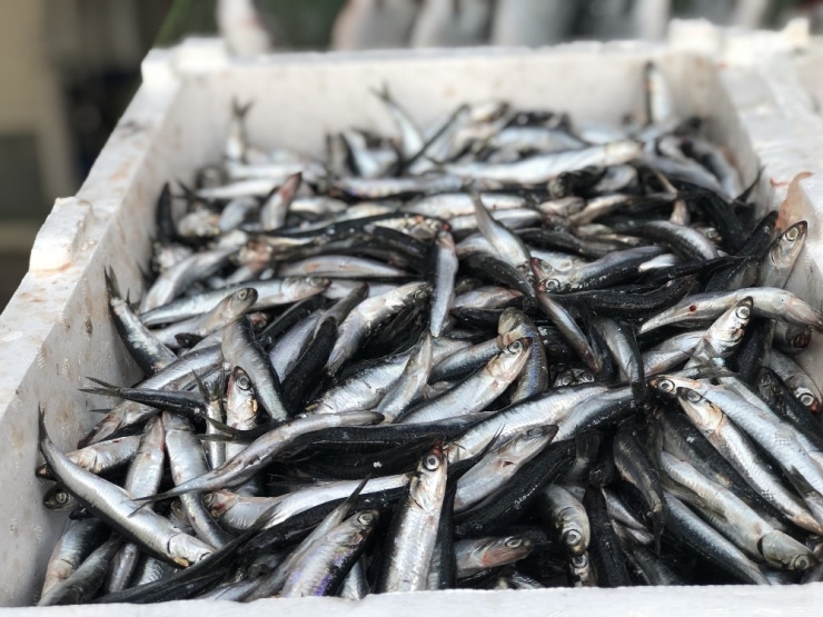 Balıkçı Kenan Balcı: “Son 10 Yılda Bulunmayan Uzunlukta Hamsi Tutuyoruz”