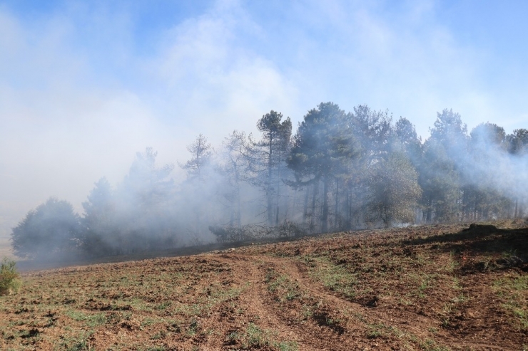Bolu’da Orman Yangınında 10 Dönümlük Alan Zarar Gördü