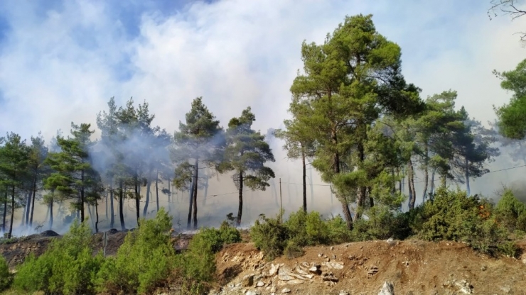 Bursa’da Orman Yangını...çam Ağaçları Yanıyor
