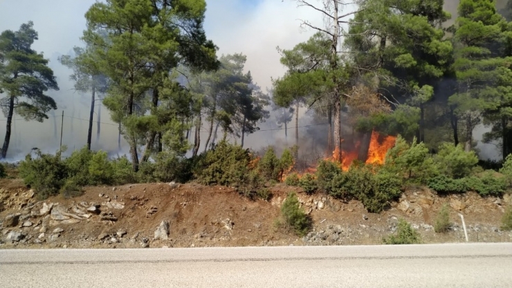 Bursa’da Orman Yangını...çam Ağaçları Yanıyor