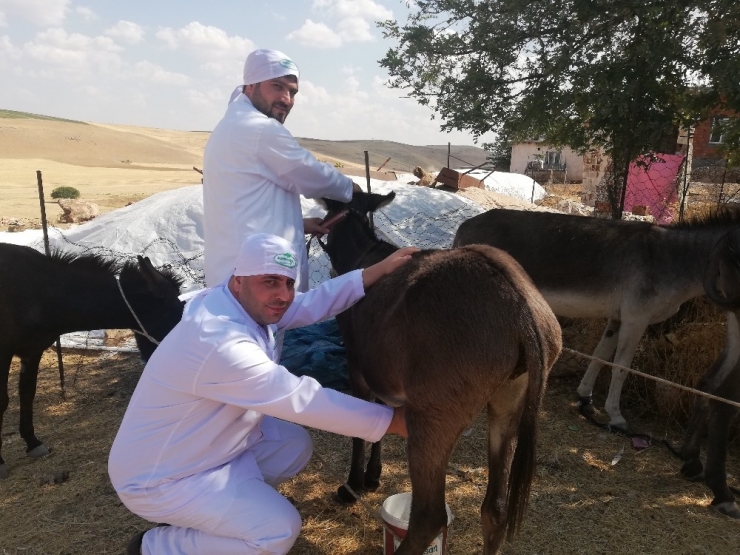 Mardin’in Ödüllü Eşek Sütü Sabunu 27 Ülkeye İhraç Ediliyor