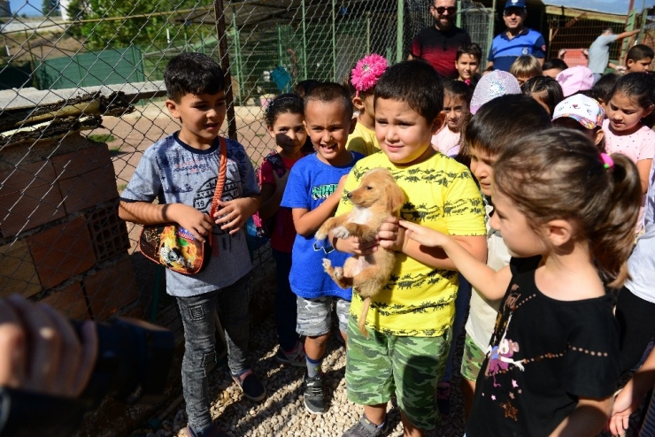 Öğrenciler Sahiplendiği Sokak Köpeğine Okul Bahçesinde Bakacaklar