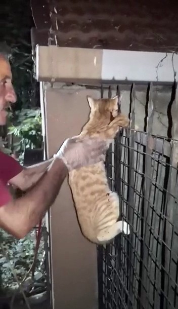 Evin Balkonundan Düşüp Demir Korkuluklara Saplanan Kedinin İnanılmaz Kurtuluşu