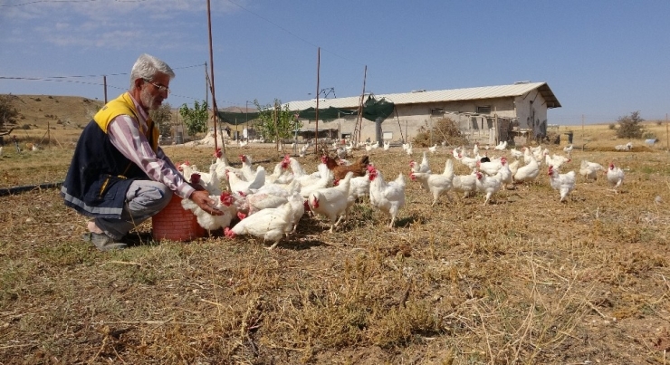 Hobiyi, Çiftliğe Çeviren Çift, "Yumurta" İle Para Kazanmaya Başladı