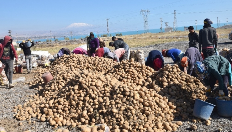 Türkiye’nin Yüzde 17’lik Patates Tohumu İhtiyacını Ahlat Karşılıyor