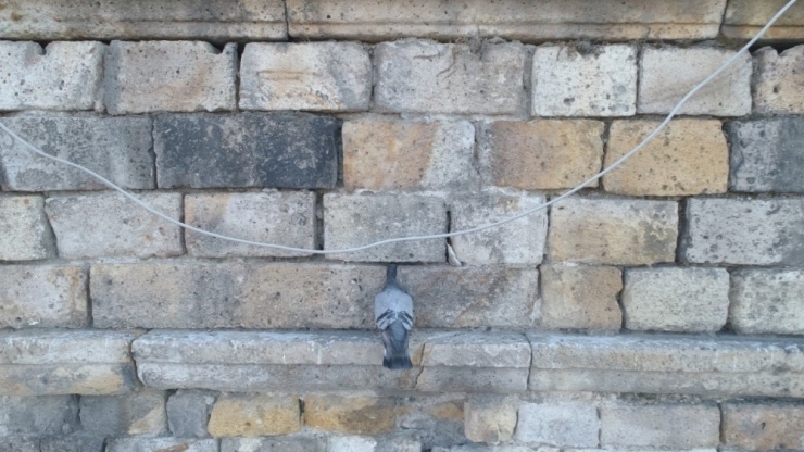 Tarihi Kervansaray Duvarına Kafası Sıkışan Güvercin Kurtarıldı