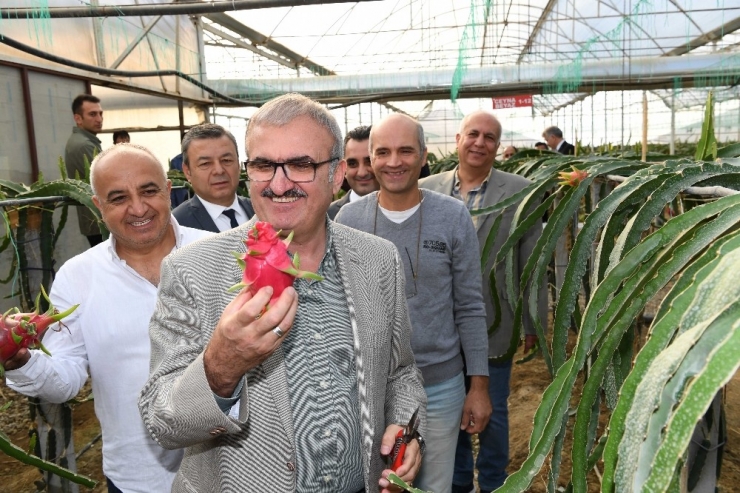 Antalya Tarımında Tropik Meyveler Yeni Alternatif