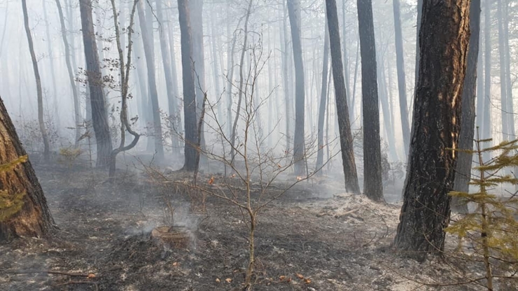 Kastamonu’da 4 Hektarlık Ormanlık Alan Yandı