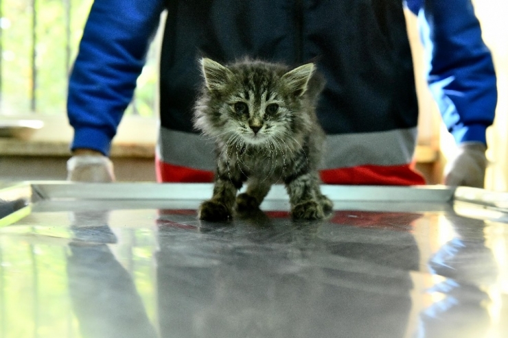 Ankara Büyükşehir’den Acil Durumlarda Hayvanlara Müdahaleye İlişkin “İlk Yardım Eğitimi”