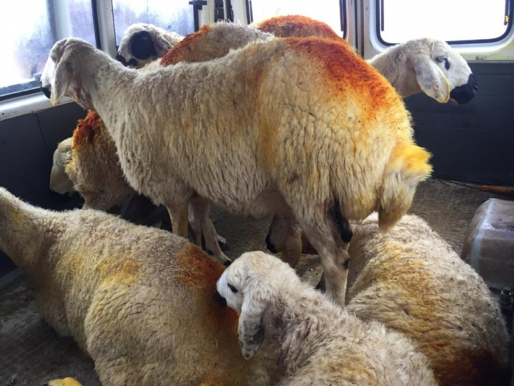 240 Koyunu Çalan 2 Kişi Yakalandı