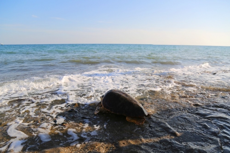 Mezitli Belediyesi, Kaplumbağalar İçin Hukuk Mücadelesi Başlattı