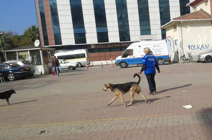 Hayvanseverlerden Erdek Belediyesine Tepki