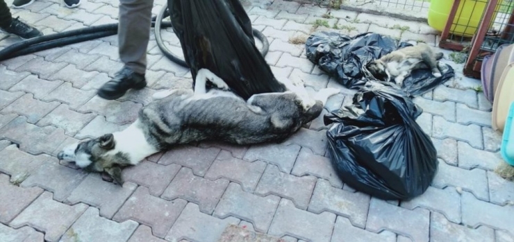 Barınakta 20 Köpek Ölüsü Bulan Hayvanseverler Şoke Oldu