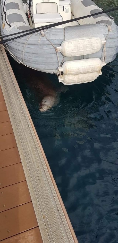 Kas Ta Akdeniz Fok Unun Marina Turu