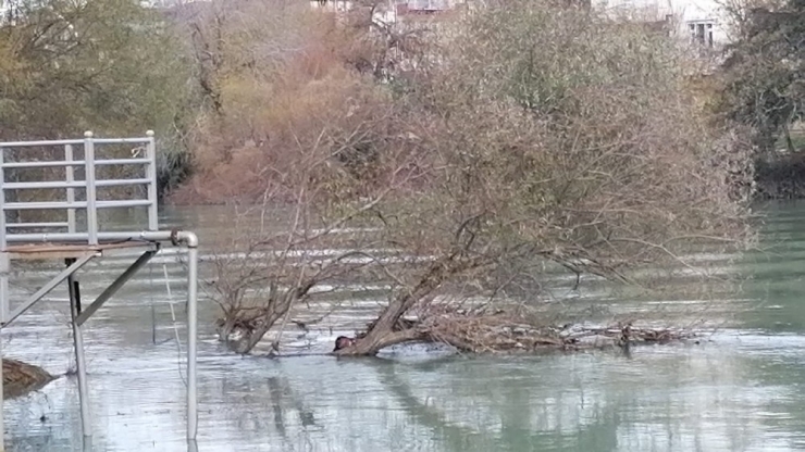 Manavgat Irmağı’nda Ağaca Takılı Erkek Cesedi Bulundu
