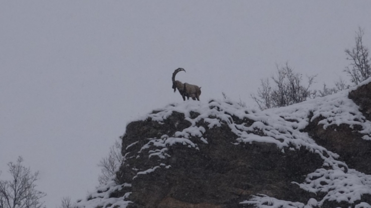 Tunceli’de Karda Dağ Keçileri Yiyecek Ararken Görüntülendi