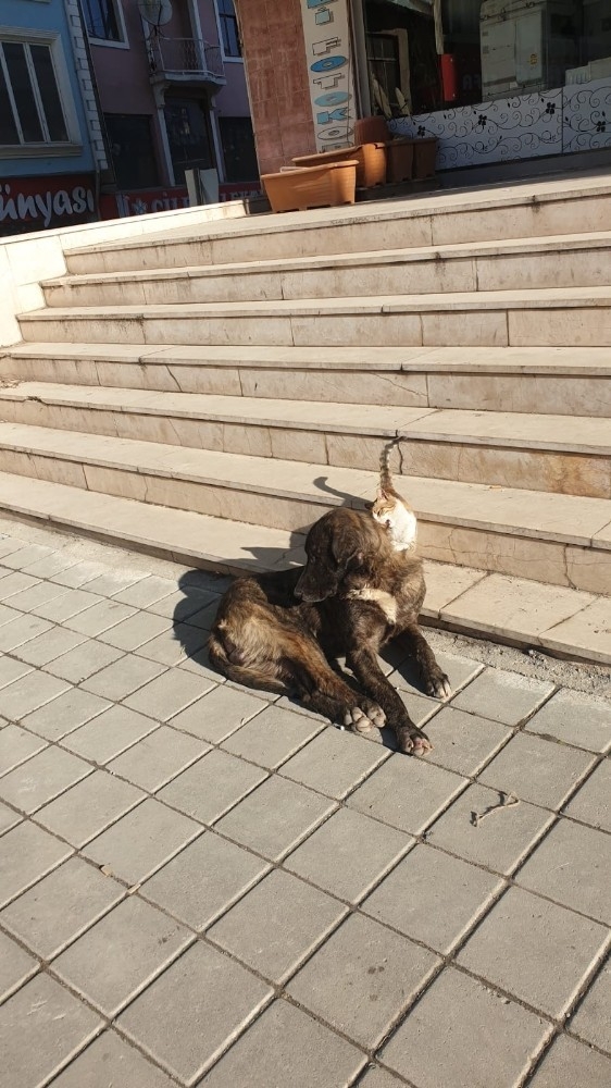 Tosya’da Kedi İle Köpeğin Dostluğu Şaşırttı